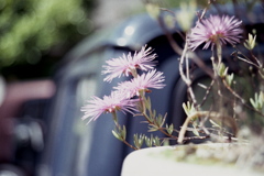 「街角flower」 (film)