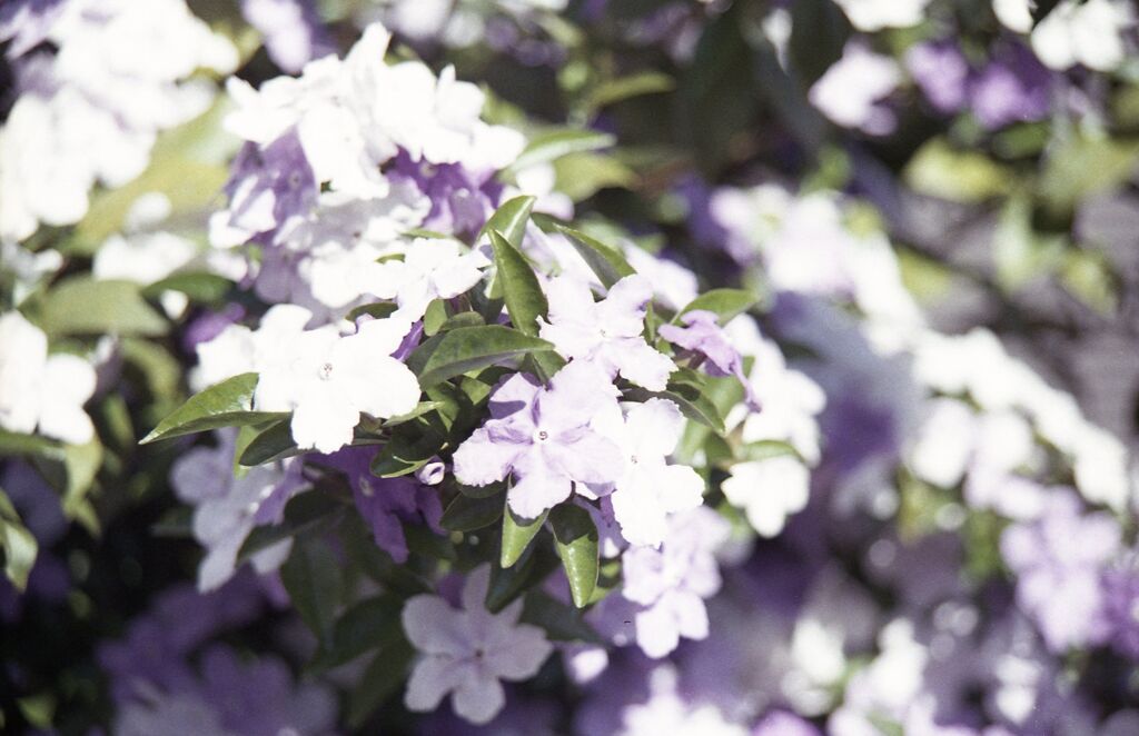 「街角flower」 (film)
