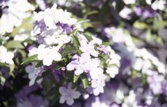 「街角flower」 (film)