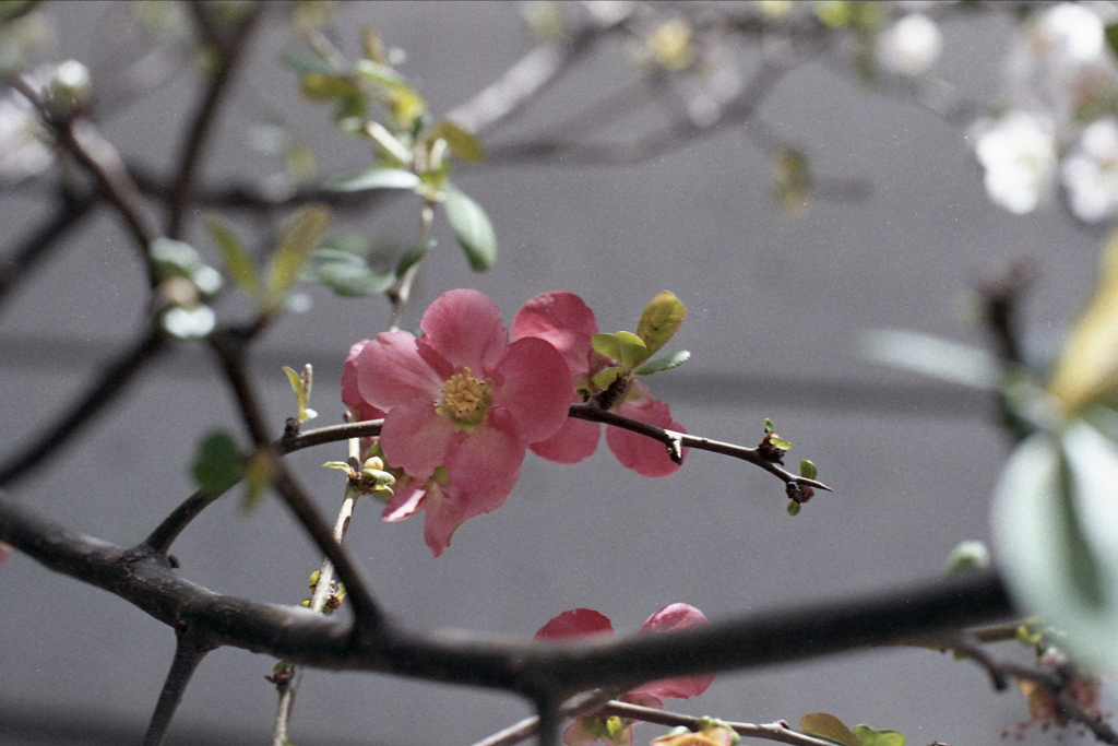 「木瓜」 (film)