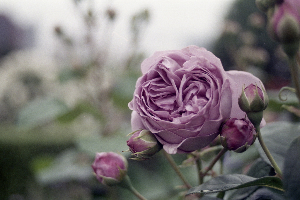 「薔薇園」 (film)