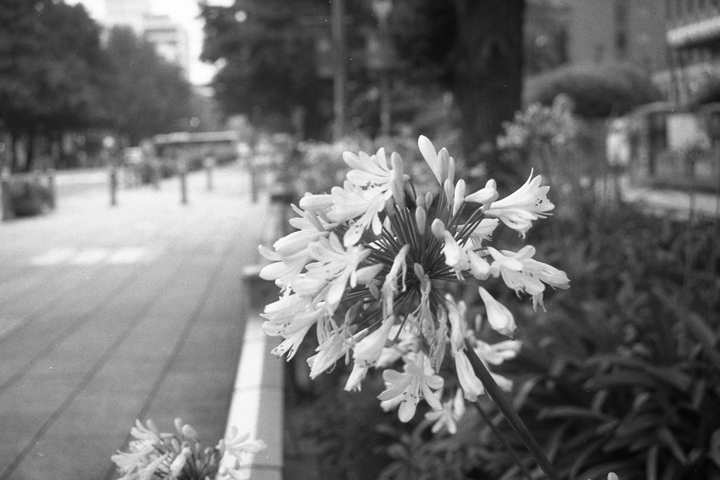 「街角flower」 (film)