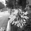 「街角flower」 (film)