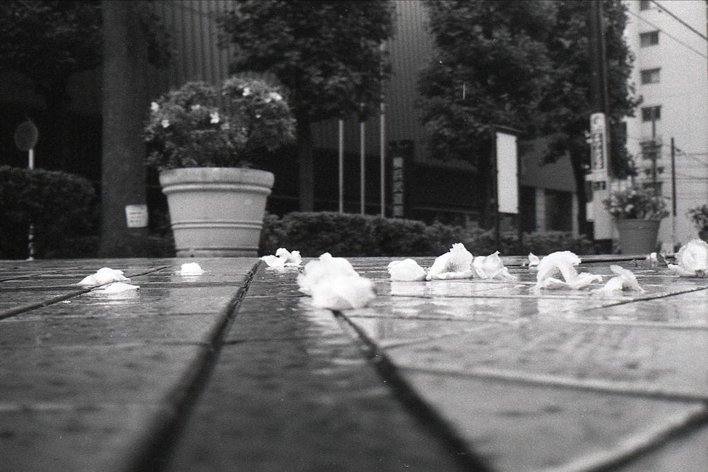 「雨・落花」 (film)