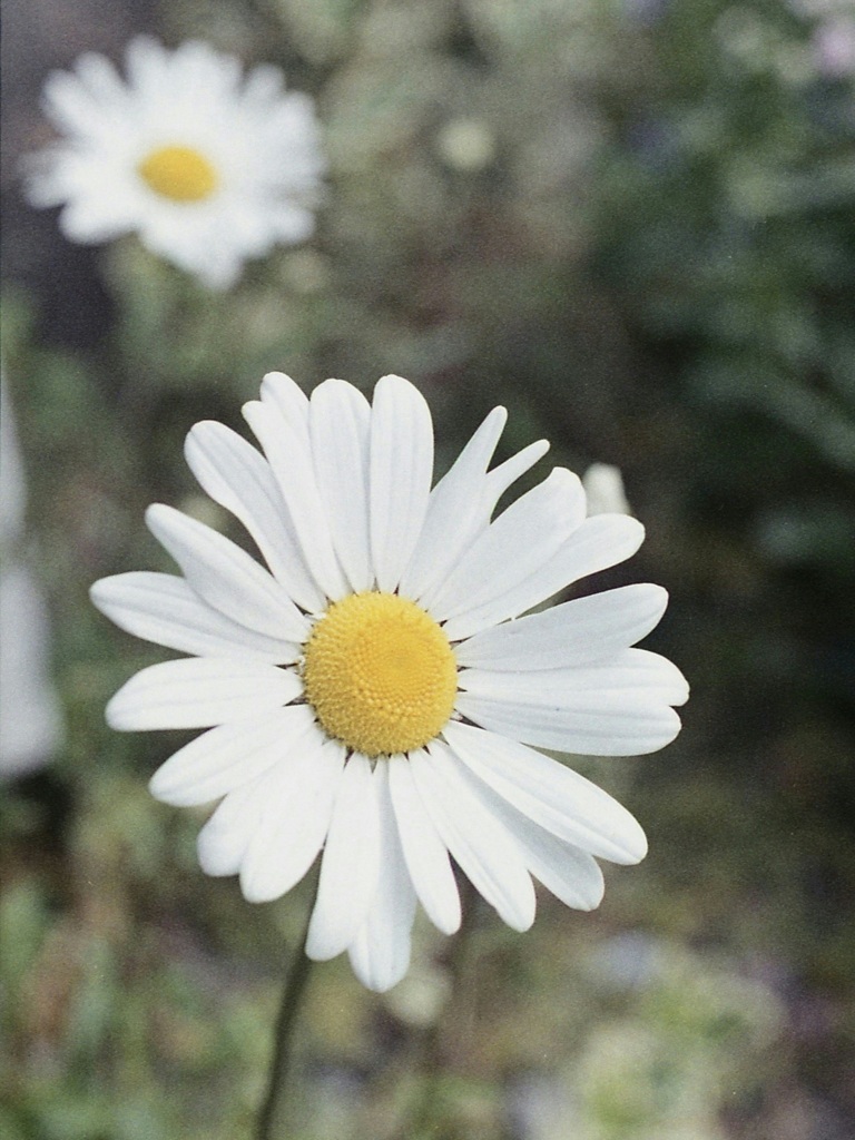「ほのぼの」 (film)