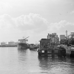 「根岸湾」 (film)