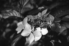 「紫陽花 monochrome」 (film)