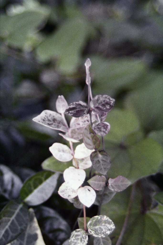 「道端」 (film)