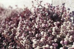 「ヒメツルソバ」 (film)