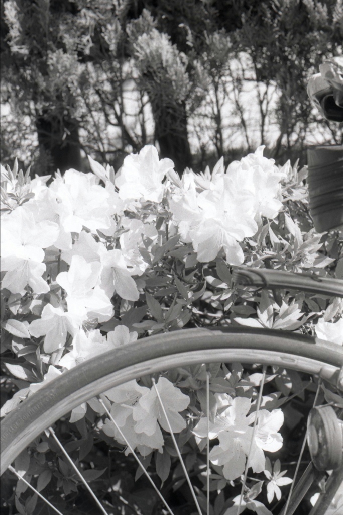 「ツツジ」 (film)