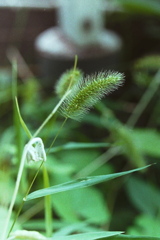 「散歩カメラ48」  (film) 「散歩カメラ48」  (film)