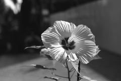 「summer」 (film:HR20)