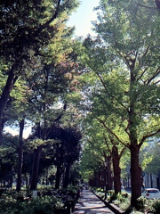 「山下公園通り 13×17mm」 (film)