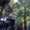 「山下公園通り 13×17mm」 (film)