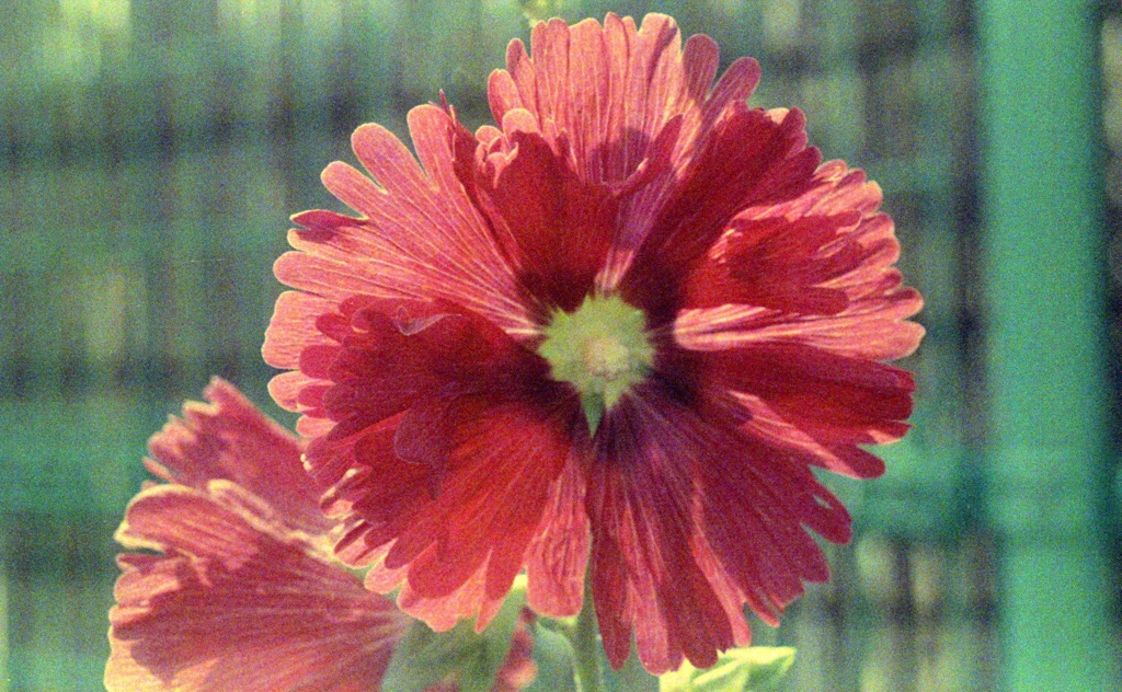 「タチアオイくん」 (film)