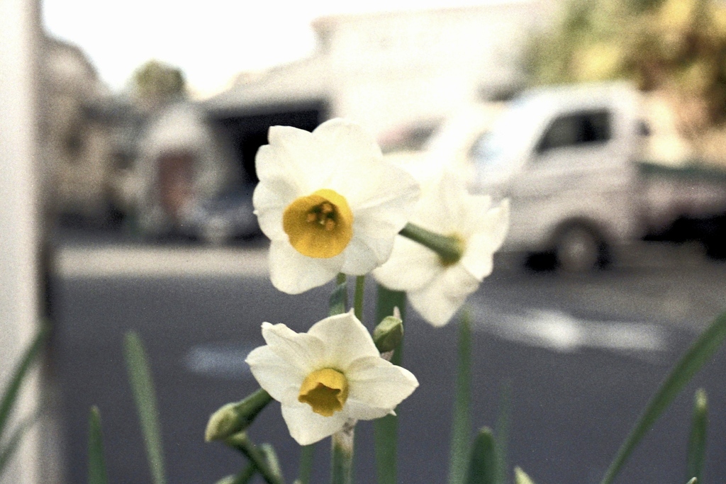 「街角flower」 (film)