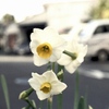 「街角flower」 (film)
