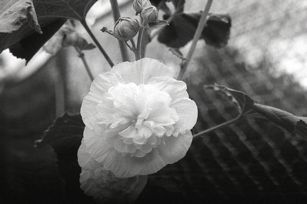 「タチアオイ: monochrome」 (film)