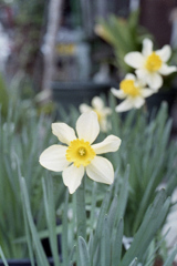 「3/14 散歩写真」 (film)