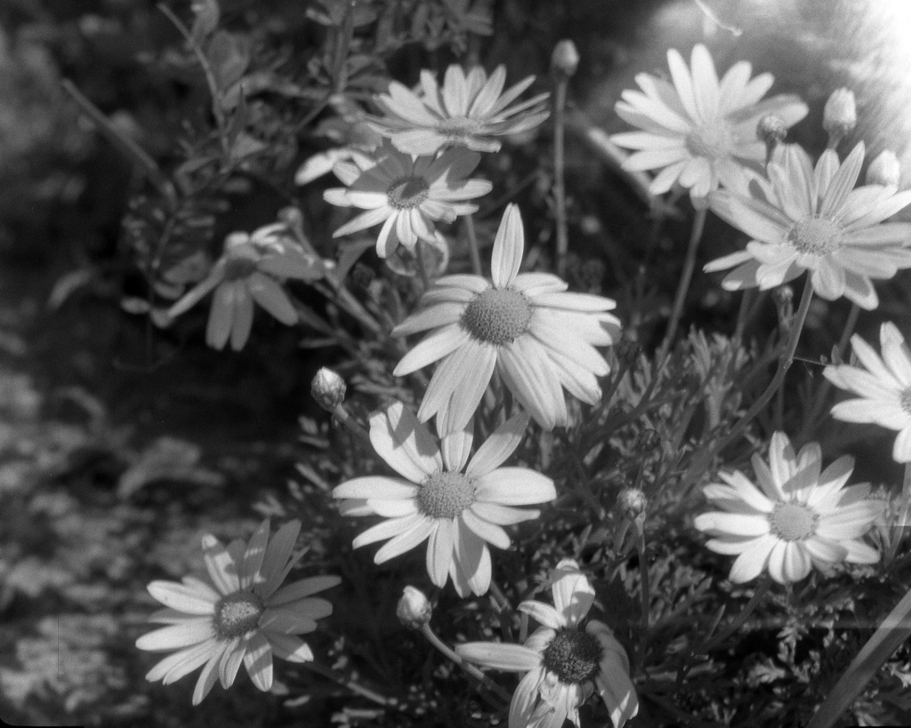 「Close-up Lens 練習」 (film)