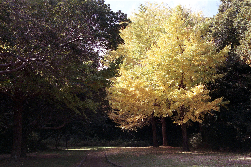「秋公園」 (film)