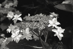 「Hydrangea」 (film:HR20)