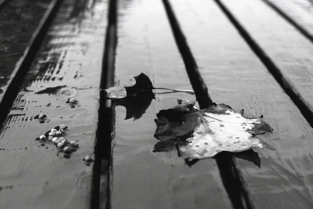 「8/14 In a rain」 (film:HR20)