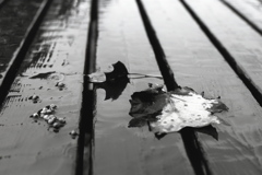 「8/14 In a rain」 (film:HR20)