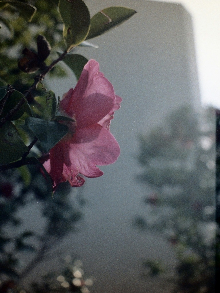 「Aging」 (film)