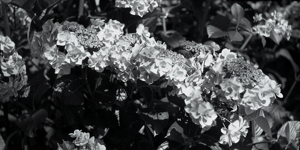 「紫陽花」 (film)