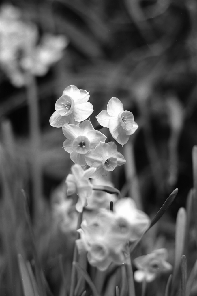 「楚々」 (film:HR20)
