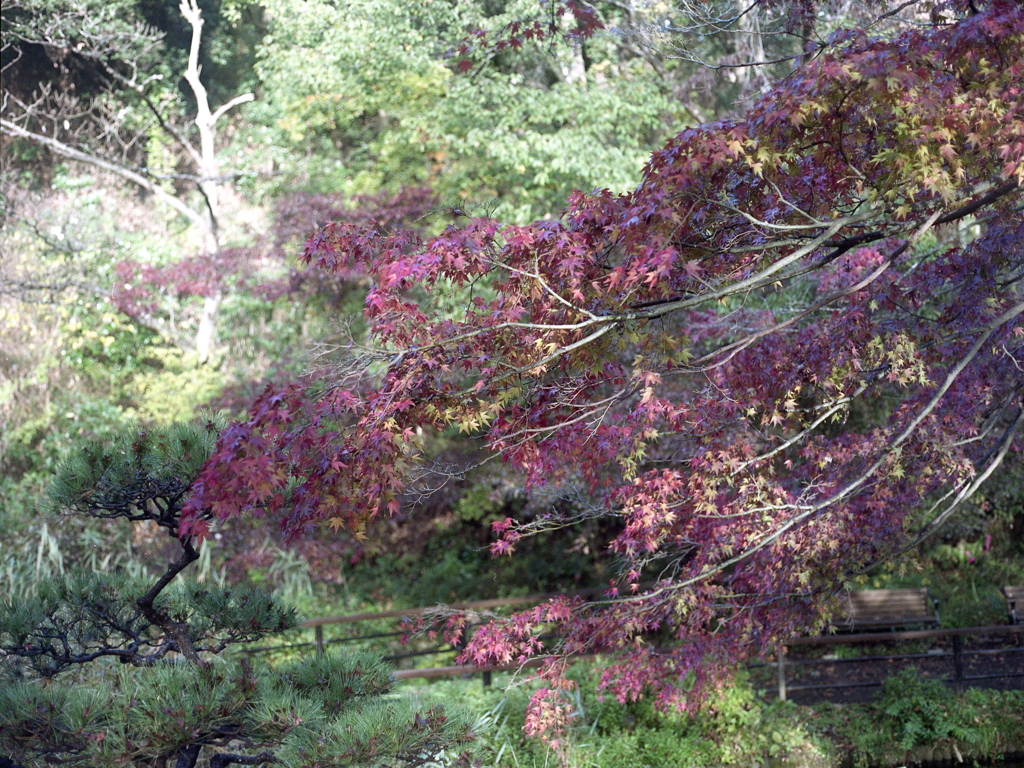 「Autumn」 (film)