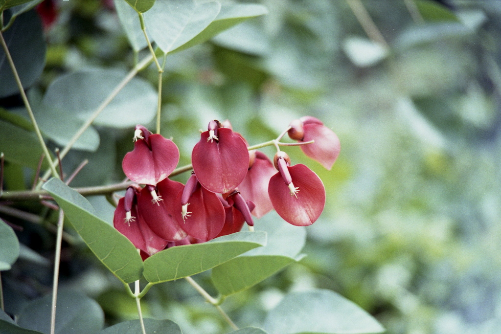 「街角flower」 (film)