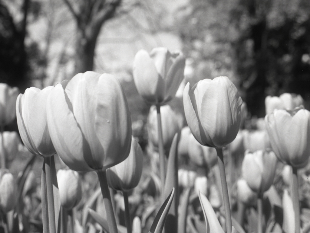 「tulip (monochrome)」 (film)