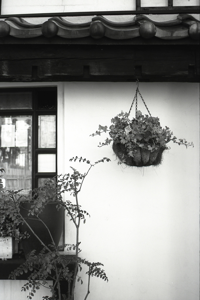 「plants」 (film:HR20)