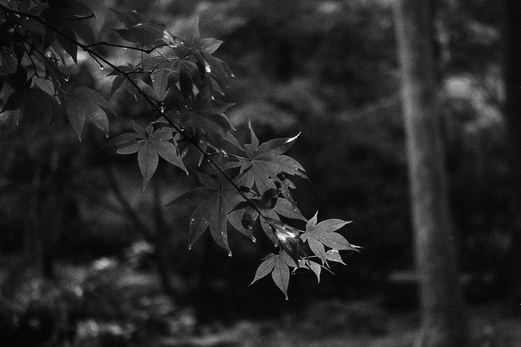 「9/27 久良岐公園で」 (film)