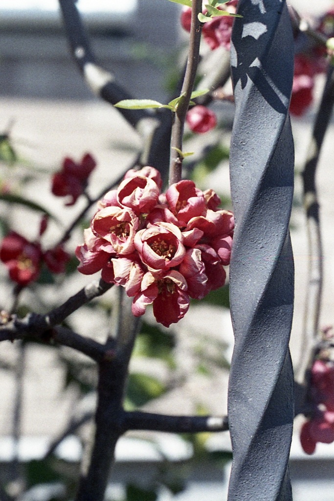 「3/14 散歩写真」 (film)