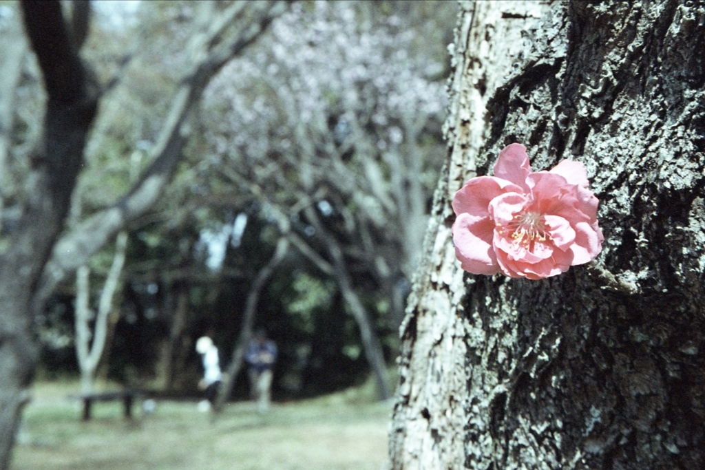 「春」 (film)