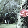 「春」 (film)