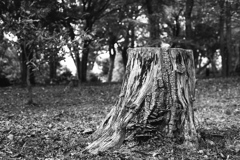 「冬公園」 (Fuji Microfilm HR20)