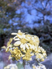 「道ばた」 (film)