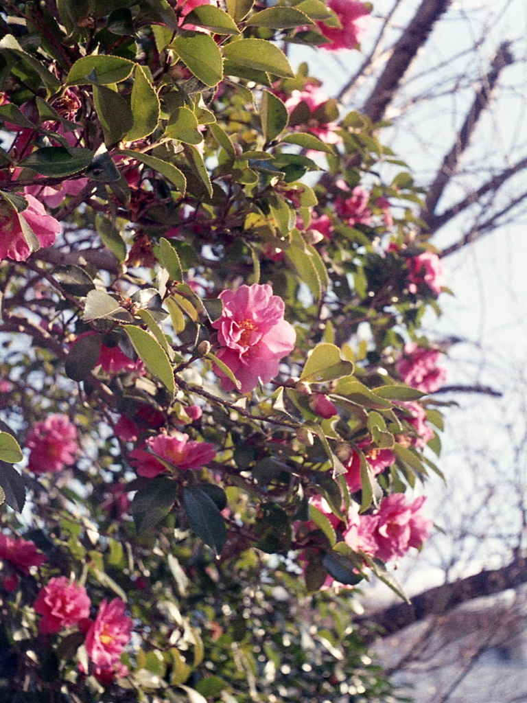 「Halfで行こう: 山茶花」 (film)