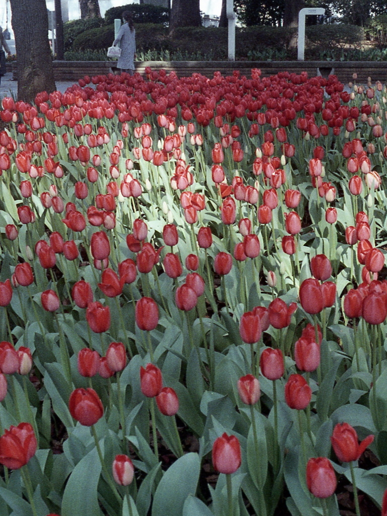 「ハーフで行こう：花」 (film)