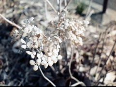 「Aged」 (film)