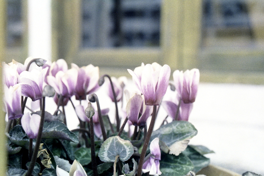 「街角flower」 (film)