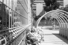 「紫陽花」 (film)