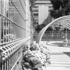 「紫陽花」 (film)