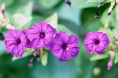 「街角flower」 (film)