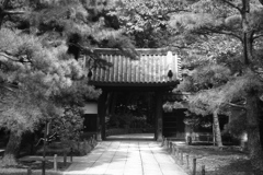 「8/11 三渓園にて」 (film:HR20)