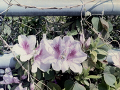 「ハーフで行こう：花」 (film)